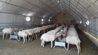 Konya hayvancılıkta fark attı! Bölgedeki her 2 hayvandan biri burada