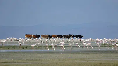 Tuz Gölü'nde 5 bin yavru flamingo kuluçkadan çıktı