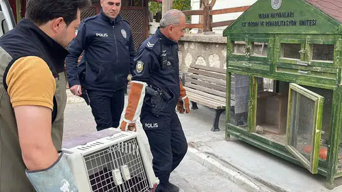 Karaman’da yaralı bulunan boz doğan koruma altına alındı