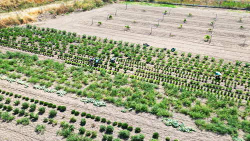 Milli Ağaçlandırma Günü’nde dev proje: 37 bin 900 fidan toprakla buluştu!