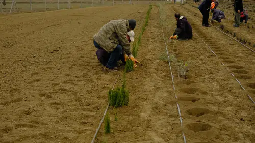 Konya'nın o ilçesinde 5 bin 500 lavanta fidanı toprakla buluştu!