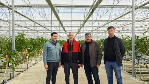 Konya’da bu serada toprak yok! 25 dekar alanda üretiliyor