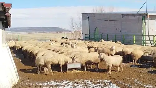 Konya'da sokak köpekleri koyun sürüsüne saldırdı