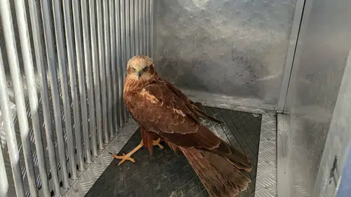 Karaman’da yaralı bulunan kızıl şahin son anda kurtarıldı