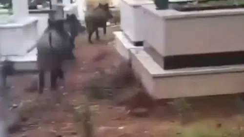 Domuz istilası sürüyor! Yeni adres mezarlıklar