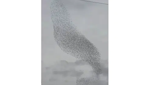 Doğanın büyüleyici gösterisi Konya’da: Sığırcıklar semayı adeta dalgalandırdı!