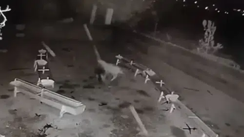 Konya’da kurt ve başıboş köpek faciası!