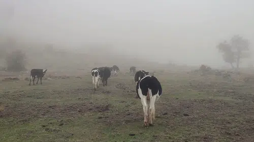 Konya'da kaybolan 11 büyükbaş dağda bulundu!