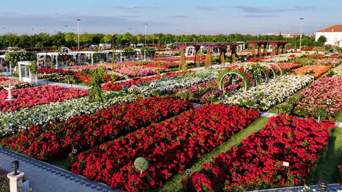 Konya’daki bu park görenleri hayran bırakıyor! 50 bin gül aynı yerde