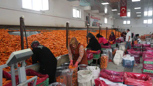Konya, Türkiye'nin havuç deposu oldu! Üretimin yüzde 67'si bu şehirden