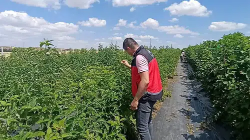 Konya’da üzümsü meyveler üretliyor
