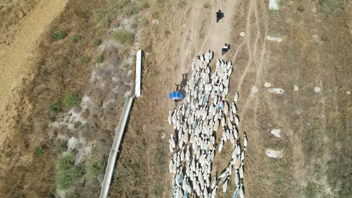 Konya'da çobanlar 70 bin TL maaş alıyor! Gençler yine de bu işi tercih etmiyor