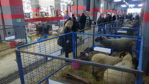 Konya’da Gıda ve Hayvancılık Festivali başlıyor