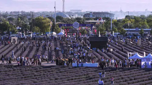 Karatay Lavanta Günleri başlıyor! İşte konserler ve etkinlik programı