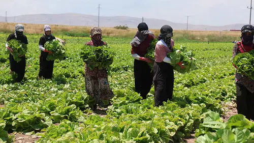 Tarlada 5, markette 50 lira! Konya'da marul fiyatı tartışma yarattı