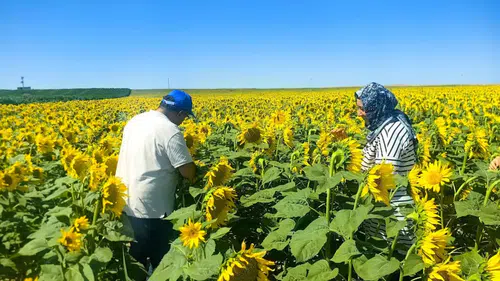 Konya’da verim yüksek! Çiftçi fiyat bekliyor