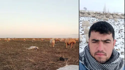 Konya’da 170 tanesi birden kayboldu! Bulana ödül verilecek