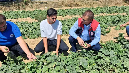 Konya’da turşuların vazgeçilmezinde hasat bereketi!