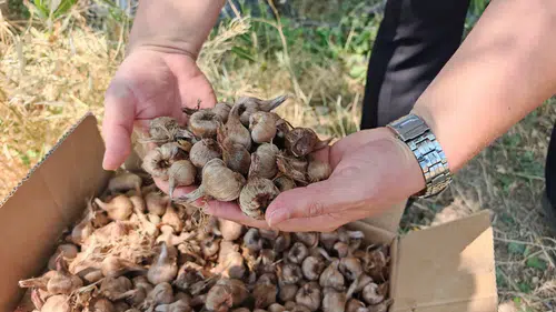 Konya’da o ürün için düğmeye basıldı! Tarlada ilk ekim yapıldı