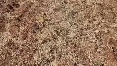 Konya Ovasında alarm! Üreticinin emeği bir günde yok oldu