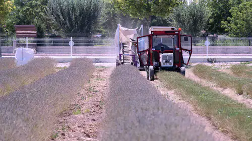 Konya’da mor şölen bitti, hasat başladı! Lavantalar bakın neye dönüşüyor