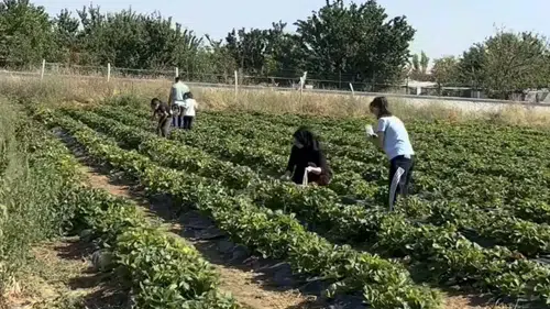 Konya’da Çilek Bahçesi açıldı! Toplayabiliyorsunuz, ücretsiz ikramlar da var