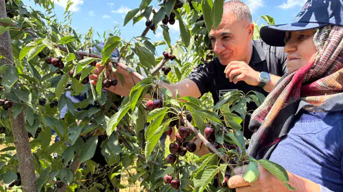 Konya’da kiraz sezonu bitmedi! Türkiye’nin son kirazları burada toplanıyor