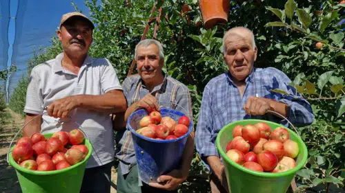 Donun ardından büyük dönüş: Karaman’da elma hasadı başladı