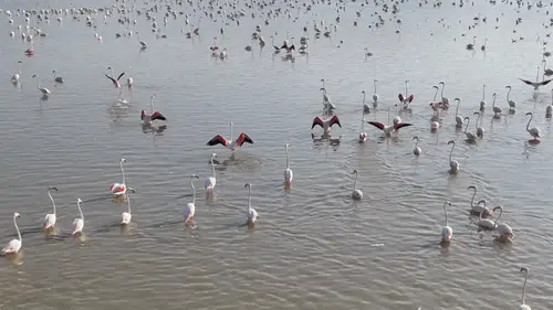 Konya’da kuruyan göl yeniden hayat buldu! Flamingolar geri döndü