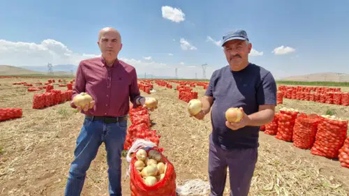 Soğanın kilosu tarlada 20 TL’yi buldu! Karaman’da üretici memnun
