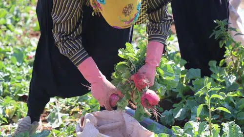 Konya’da tarlalar kırmızıya büründü! Hasat başladı, kilosu 20 TL