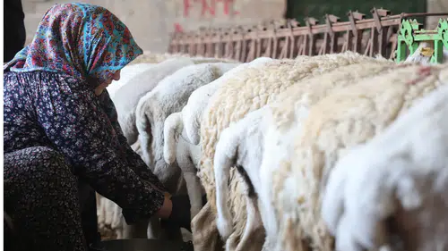 Konya'da kilosu 600 liraya satılıyor! Siparişlere yetişemiyorlar