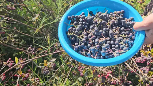 Konya’da hasadı başladı! Kilosu 250 TL’den satılıyor