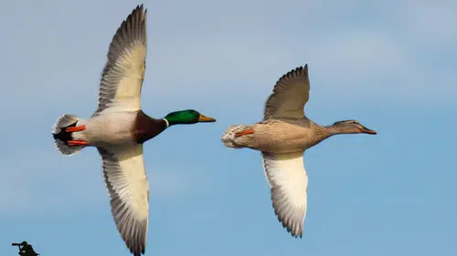 Konya’nın kuş cenneti fotoğraf tutkunlarını büyülüyor
