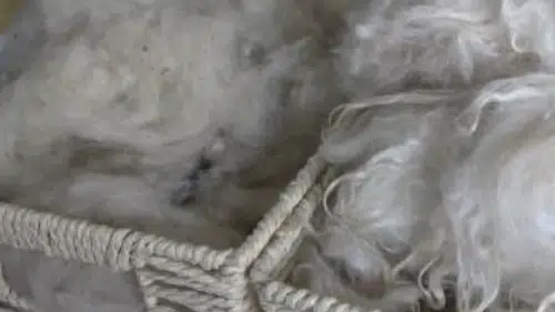 Konya’da koyun yününden keratinli sabun üretildi!