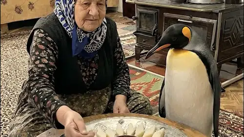 Nihilist Penguen Konyalı oldu! Eğlenceli video geldi