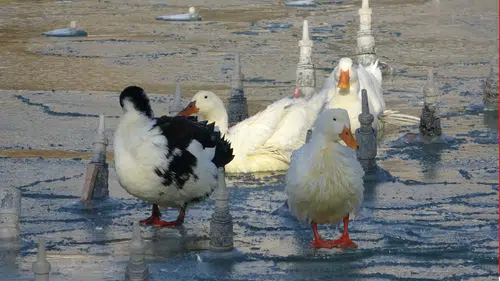 Konya’da eksi dereceler etkili oldu: Havuzlar buz tuttu