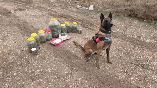 Karaman’da uyuşturucu baskını: Evden 1 kilo 492 gram esrar çıktı