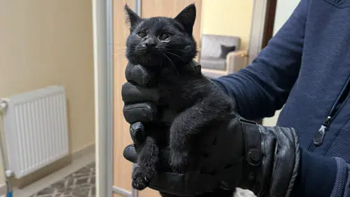 Konya’da bacaya sıkışan kedi 6 saatlik operasyonla kurtarıldı