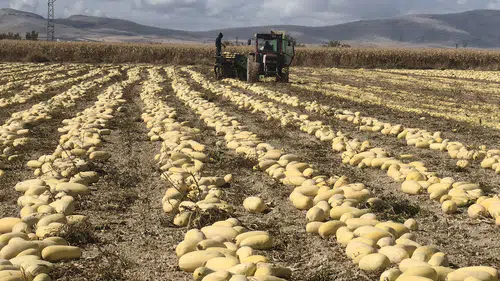 Konya’da çiftçiler ne ekeceğine karar veremedi! Piyasa etkilendi