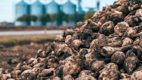 Konya’da alarm! Herkese zam var, şekere yok, fabrikalar zor durumda