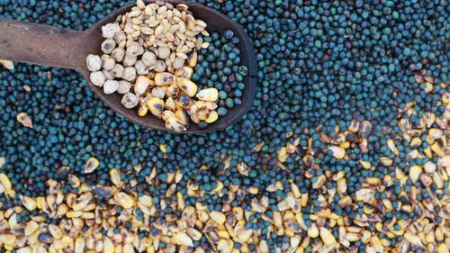 Unutulmaya yüz tutmuş kavut geleneği Konya'da yaşatılıyor