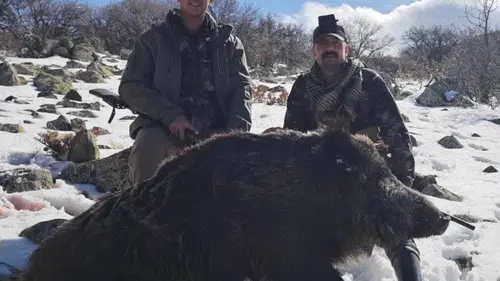 Konya’da yaban domuzları tarlalara dadandı!