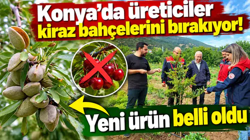 Konya’da üreticiler kiraz bahçelerini bırakıyor! Yeni ürün belli oldu