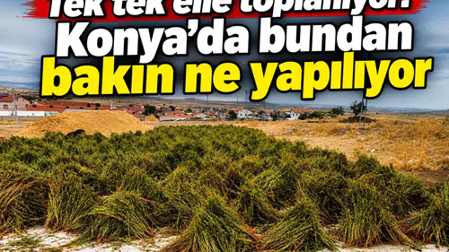 Tek tek elle toplanıyor! Konya’da bundan bakın ne yapılıyor