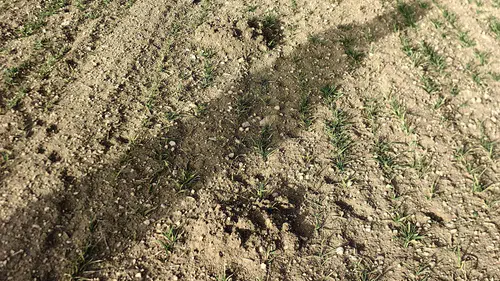 Konya’da tarlalarda alarm! Ilıman hava o hayvanı harekete geçirdi