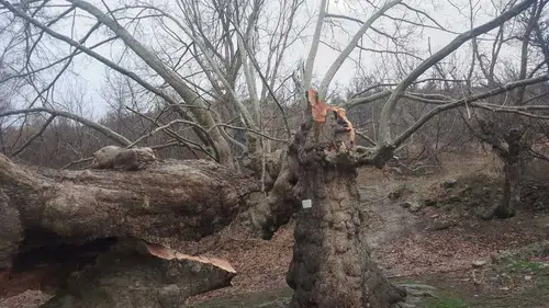500 yıllık çınar dayanamadı! Konya'da fırtına mesire alanına zarar verdi