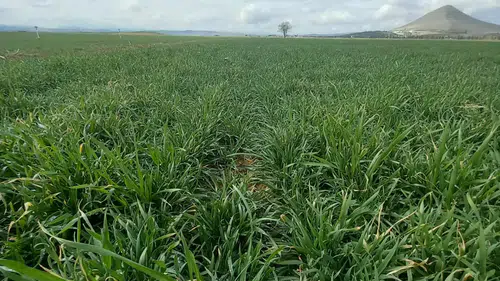 Konyalı bilim insanı çiftçileri hububat ekim alanları ile ilgili uyardı