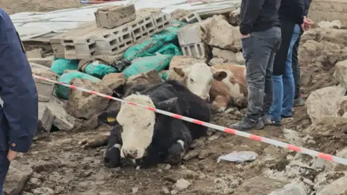 Sağanak ve fırtına Aksaray’da ahırı yıktı