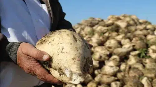 Konya’da şeker pancarında kota krizi! Başkan Çelik’ten flaş açıklama